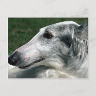 Borzoi, Russischer Wolfhound Postkarte