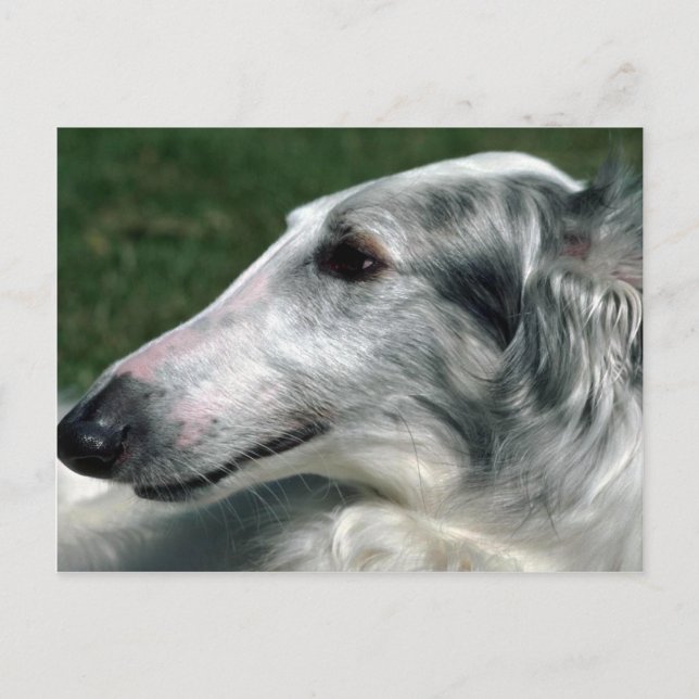 Borzoi, Russischer Wolfhound Postkarte (Vorderseite)