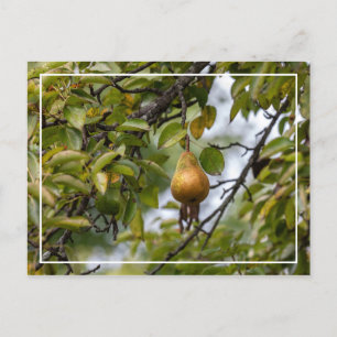Bosc Birne auf dem Baum Postkarte