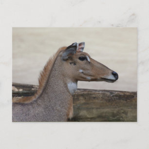 Boselaphus tragocamelus postkarte