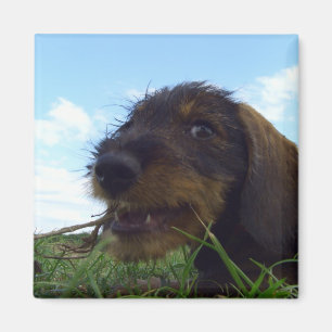 Boshafter Dackel-Welpe Magnet