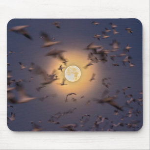 Bosque del Apache National Wildlife Refuge Mousepad