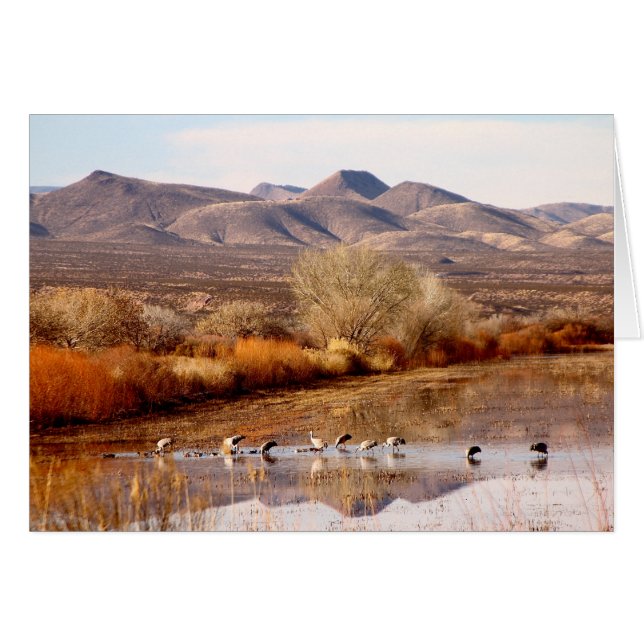 Bosque del Apache, New Mexico (Vorderseite (Horizontal))