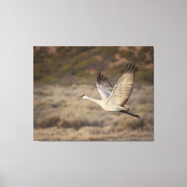 Bosque del Apache NWR Leinwanddruck (Vorderseite)