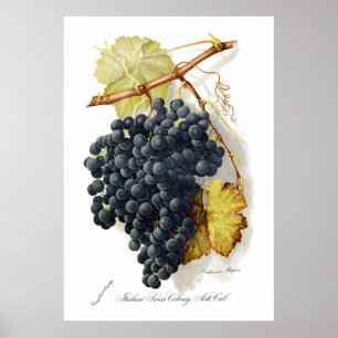 Bosqui Mignon CA-Weintrauben Poster