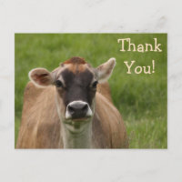 Bossy Cow Vielen Dank Postcard