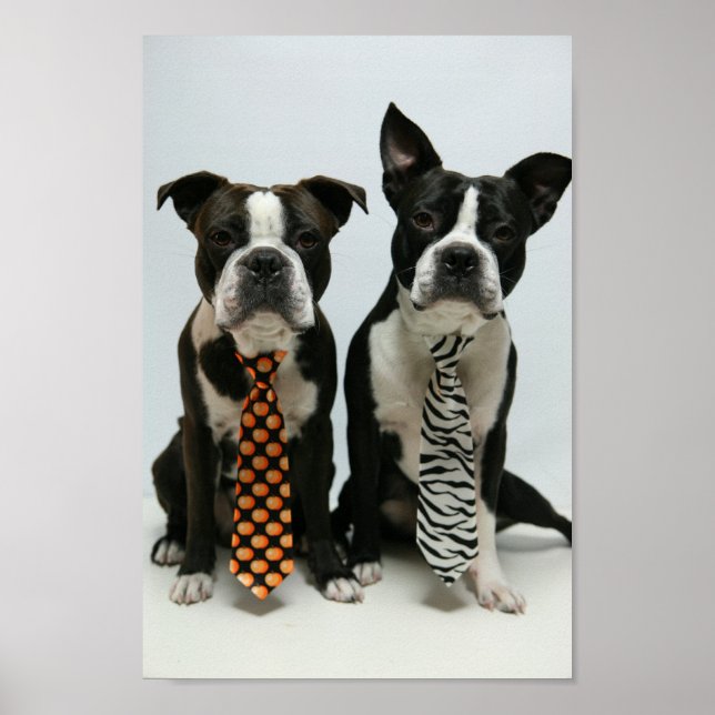 Boston Brüder ポ ス タ Poster (Vorne)