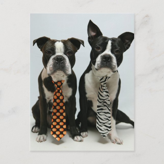 Boston Brüder Postkarten (Vorderseite)