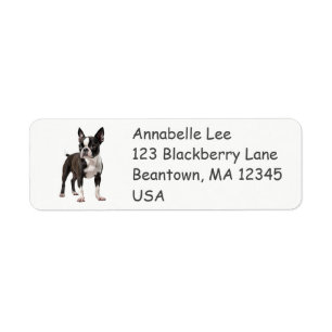 Boston Bull Terrier