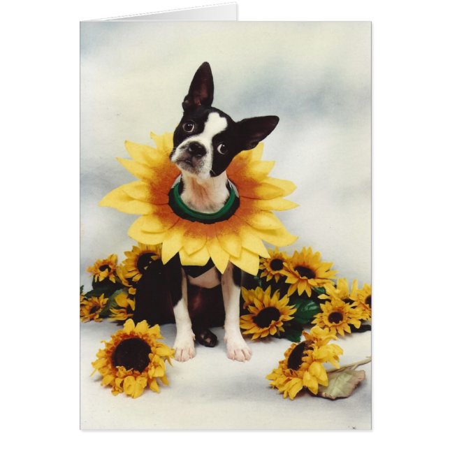 Boston Bull Terrier Dog (Vorne)