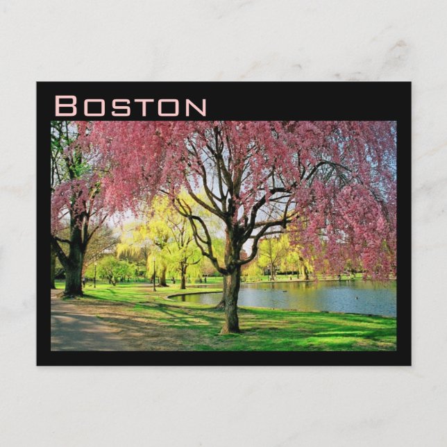 Boston Common Postcard Postkarte (Vorderseite)
