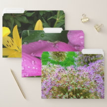 Boston Garden Yellow, Pink und Lila Blume Set