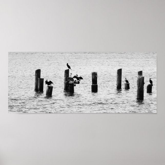 Boston Harbour Birds Poster (Vorne)