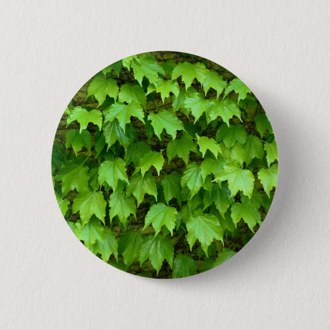 Boston Ivy Abzeichen Button (Vorderseite)