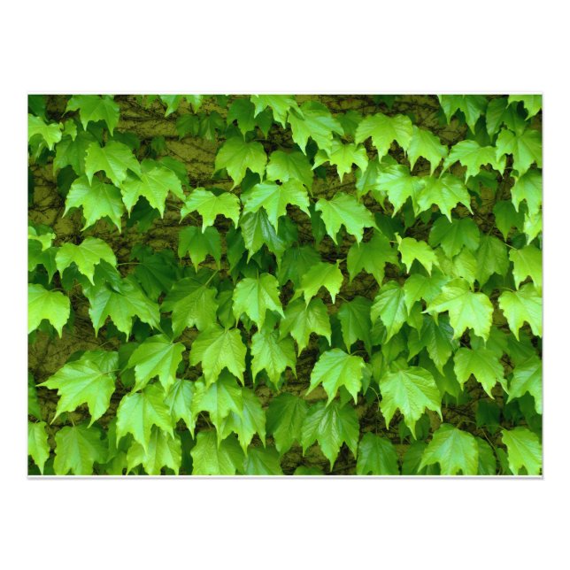 Boston Ivy Fotodruck (Vorne)