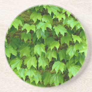 Boston Ivy Getränkeuntersetzer