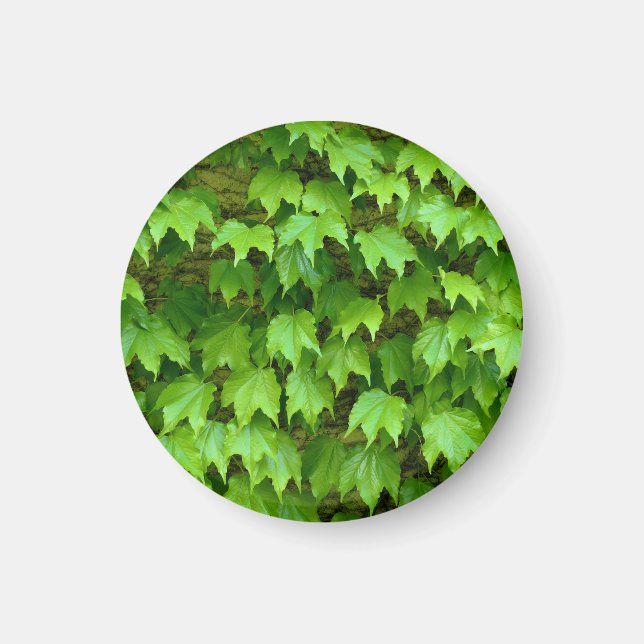 Boston Ivy Magnet (Vorne)