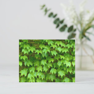 Boston Ivy Postkarte