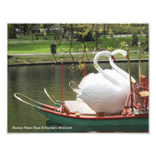 Boston Swan Boat Foto