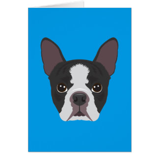Boston Terrier