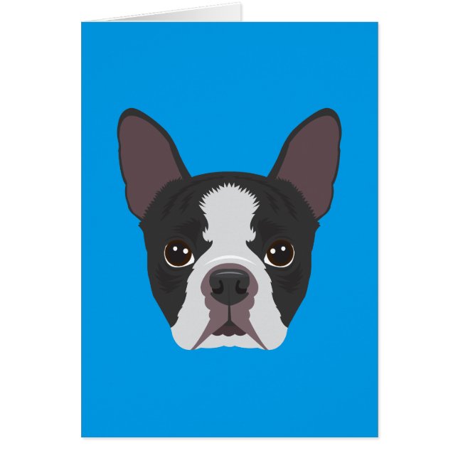 Boston Terrier (Vorne)