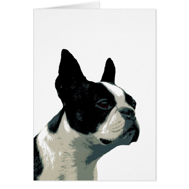 Boston Terrier (Vorne)