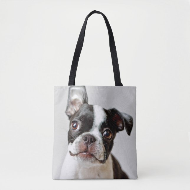 Boston Terrier (Vorderseite)