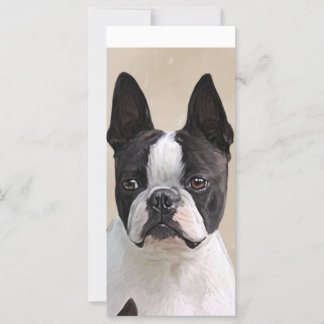 Boston Terrier