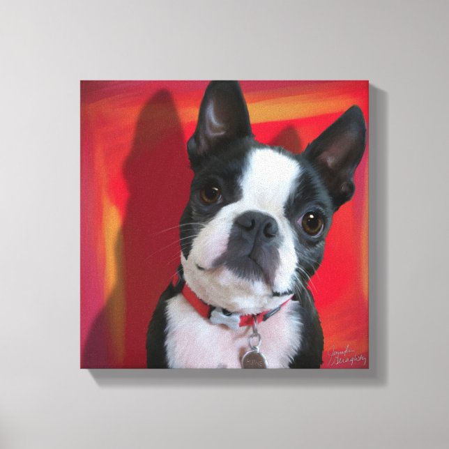 Boston Terrier 12x12 gedehnte Leinwand (Vorderseite)