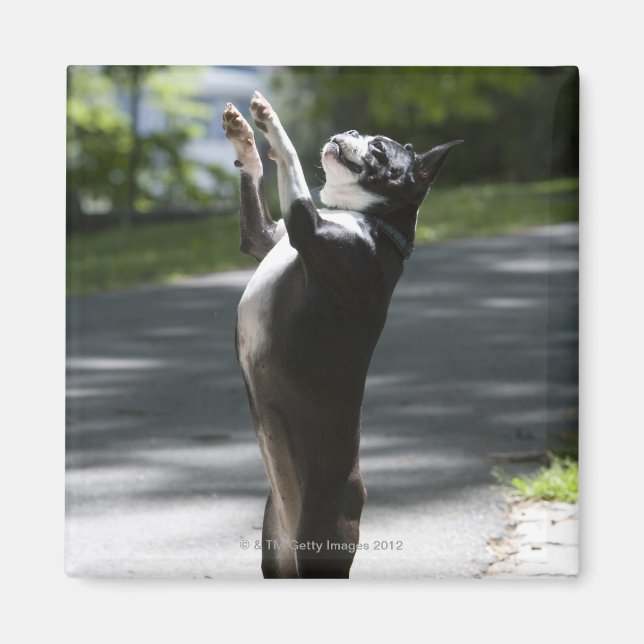 Boston Terrier 2 Magnet (Vorne)