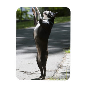 Boston Terrier 2 Magnet
