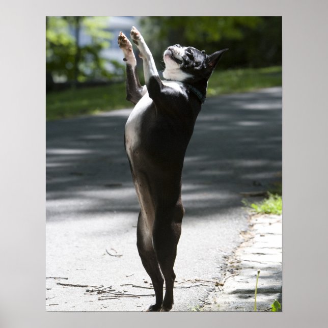 Boston Terrier 2 Poster (Vorne)