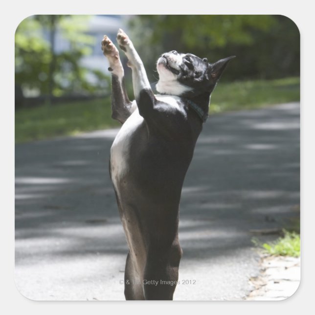 Boston Terrier 2 Quadratischer Aufkleber (Vorderseite)