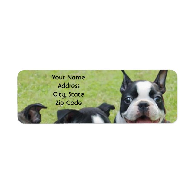 Boston Terrier-Adressetiketten (Vorne)