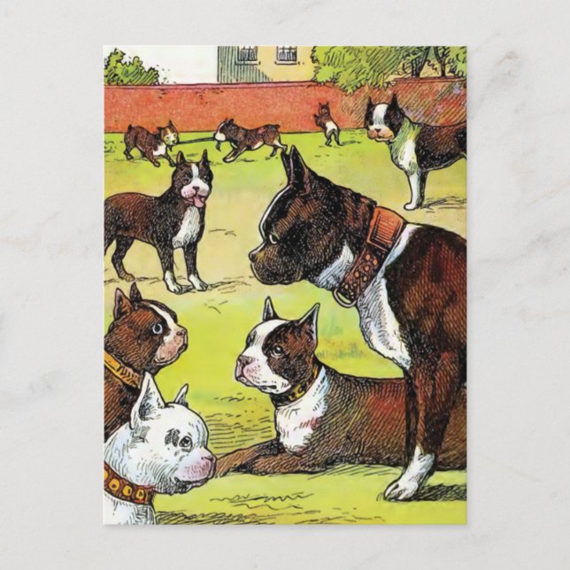 Boston Terrier and Puppies Vintag Illustration Postkarte (Vorderseite)