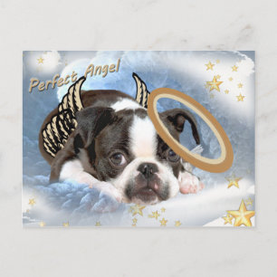 Boston Terrier Angel Apparel und Geschenke Postkarte