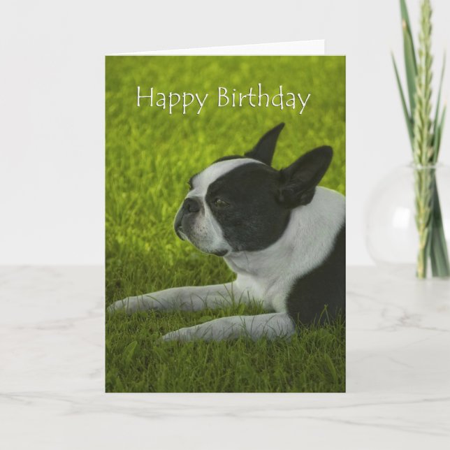 Boston Terrier Birthday Karte (Vorderseite)