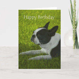 Boston Terrier Birthday Karte