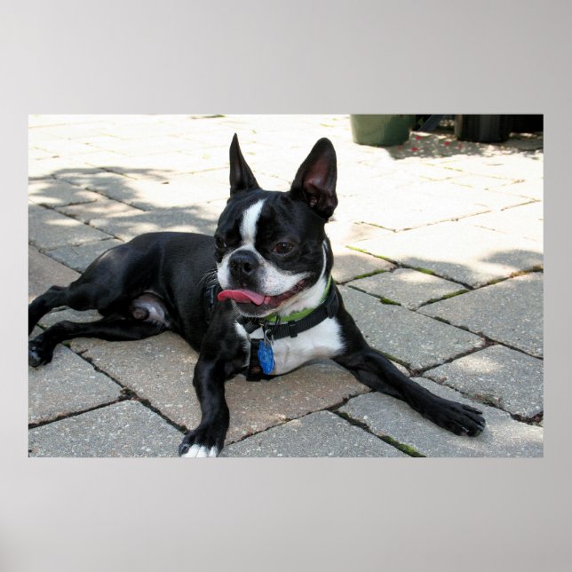 Boston Terrier Boston-5 Poster (Vorne)
