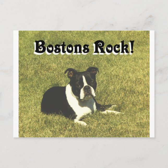 Boston Terrier:  Bostons Rock Postkarte (Vorderseite)