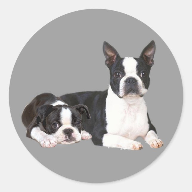 Boston Terrier Buddies Sticker (Vorderseite)
