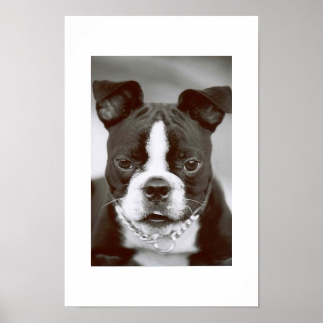 Boston Terrier/Buster-Capone Poster (Vorne)