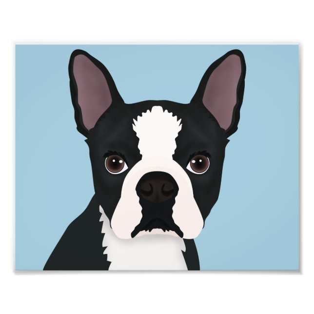 Boston Terrier Cartoon Fotodruck (Vorne)