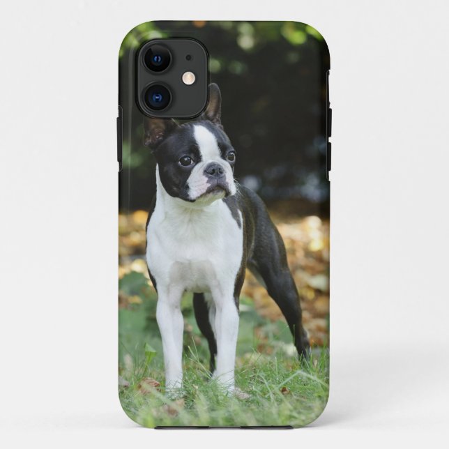 Boston Terrier Case-Mate iPhone Hülle (Rückseite)