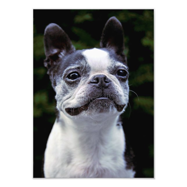 Boston Terrier, Color, Fotodruck (Vorne)