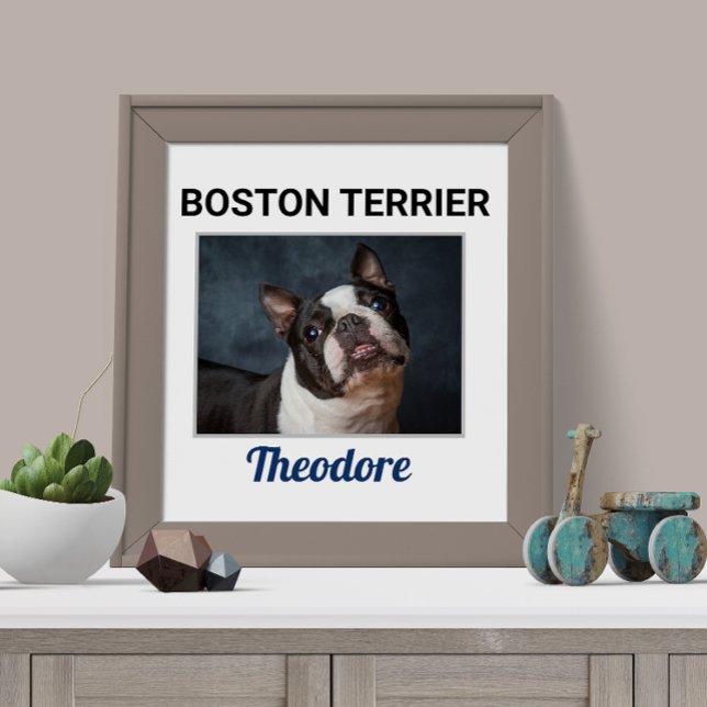 Boston Terrier Custom Dog Poster (Von Creator hochgeladen)