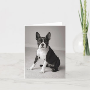 Boston Terrier, das Anmerkungs-Karte sitzt Karte