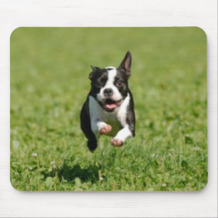Boston Terrier, das Mousepad laufen lässt