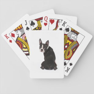 Boston Terrier, das Sie Spielkarten betrachtet