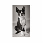 Boston Terrier, das Skulptur sitzt Freistehende Fotoskulptur<br><div class="desc">Theis schönes Boston Terrier,  das auf Befehl sitzt.  Macht eine reizende Statur oder eine Verzierung.</div>